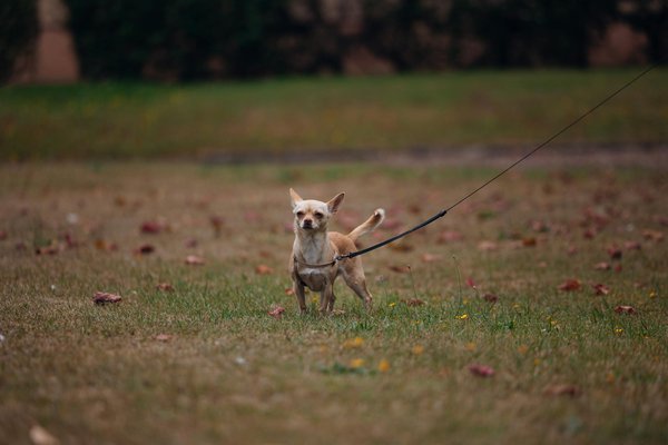 ¿Cómo fomentar la innovación dentro de una organización?